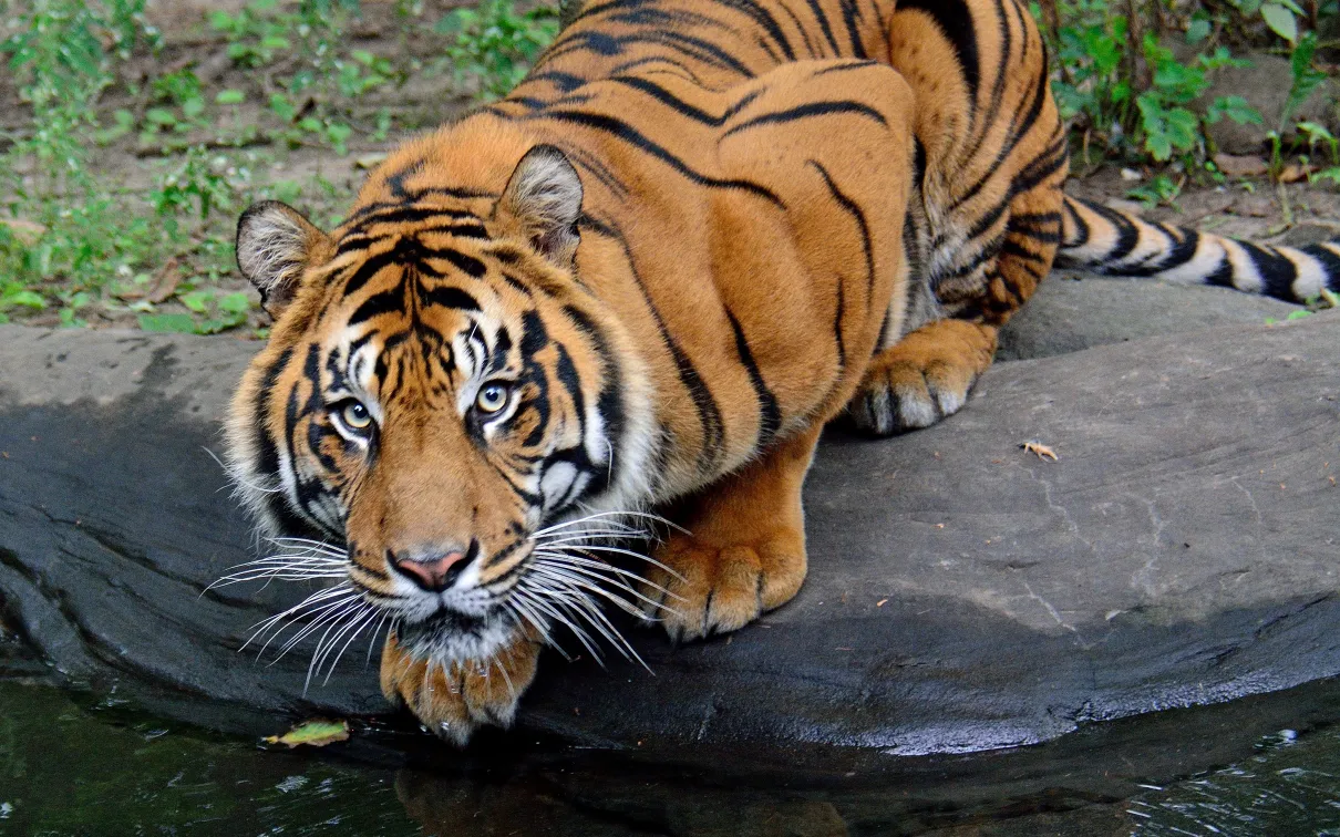 A large tiger crouched down looking up at the viewer