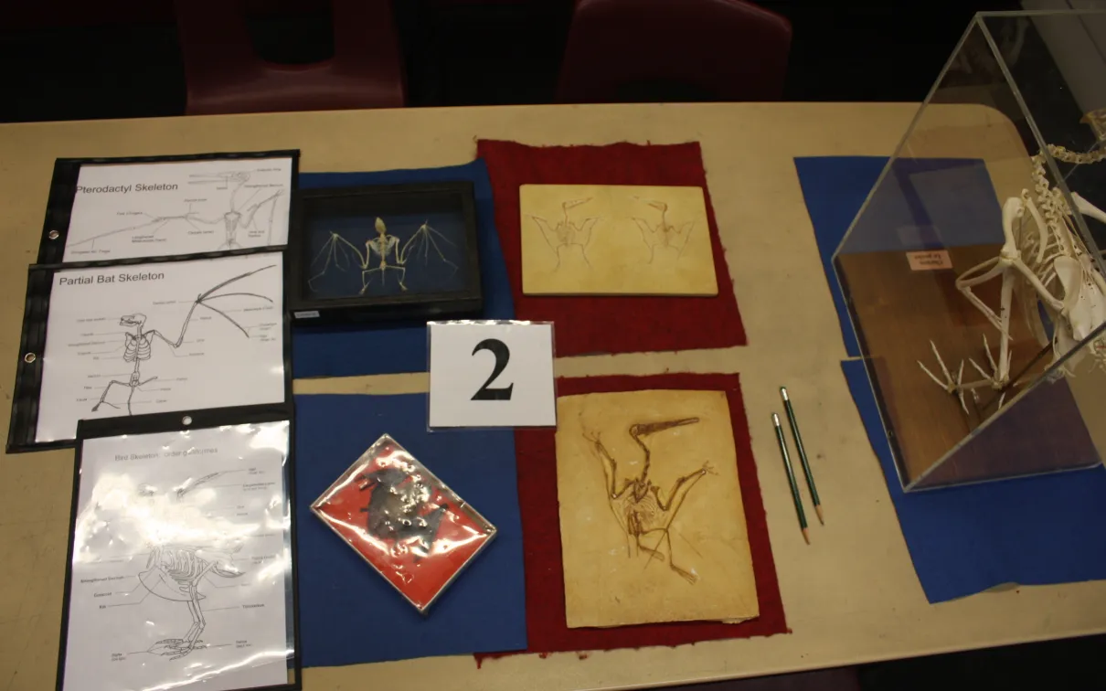 A chicken skeleton, a bat skeleton and study skin, and two Pterodactylus fossils laid out on a table for study.