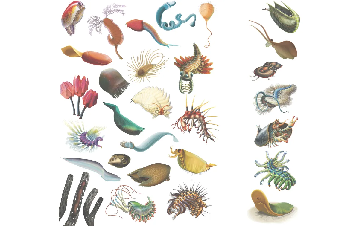 Scientific illustrations published in the last 20 years of some of the various Burgess Shale animals, based on collections at ROM. Odontogriphus is illustrated at the bottom right corner.