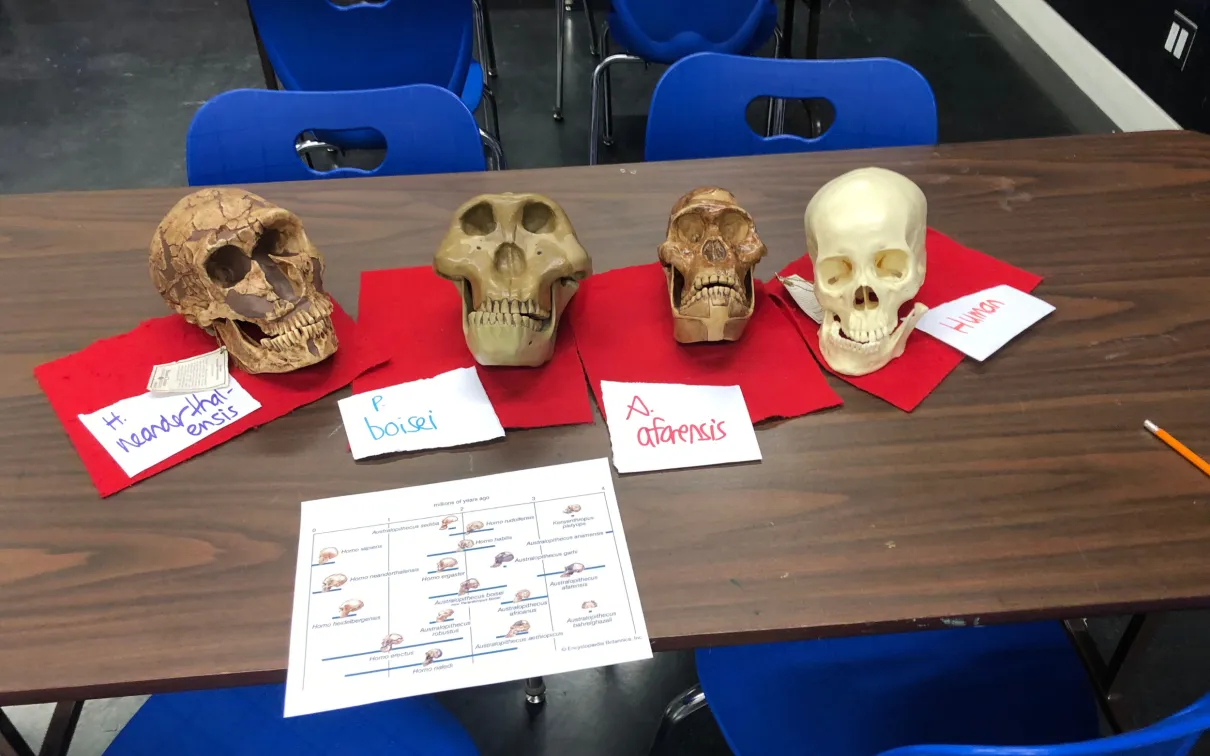 Four replica hominid skulls on red felts on a table. Three are brown, one is the colour of bone. They are from different species.