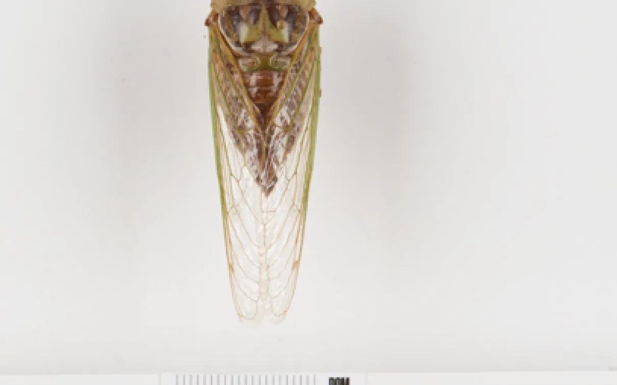 A cicada specimen Robertson photographed while working at ROM during the summer of 2023