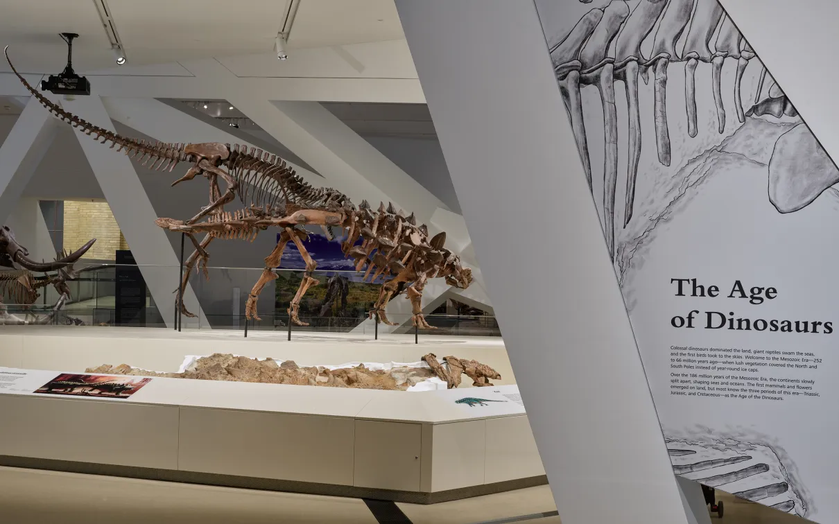 View of dinosaur gallery showing platform with two dinosaur skeletons fighting.