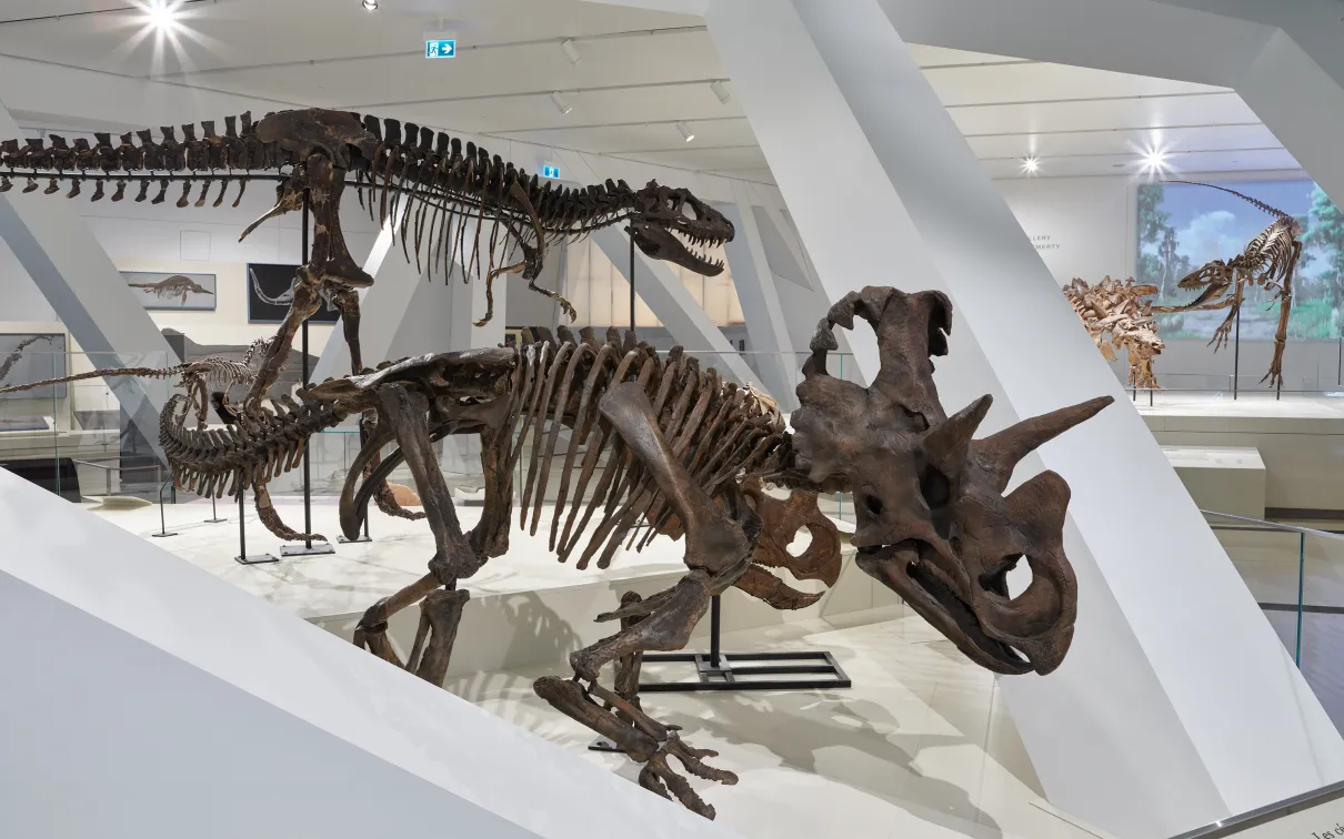 Wendiceratops on display in the expanded dinosaur galleries.