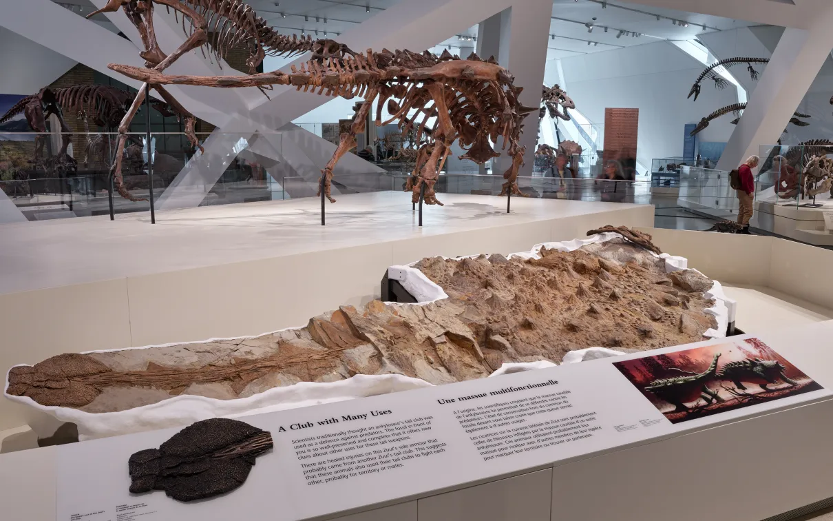 The ankylosaur Zuul on display in the James and Louise Temerty Galleries of the Age of Dinosaurs.