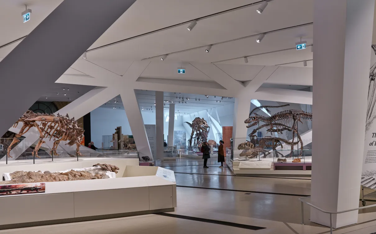 Looking through the gallery toward Tyrannosaurus rex.