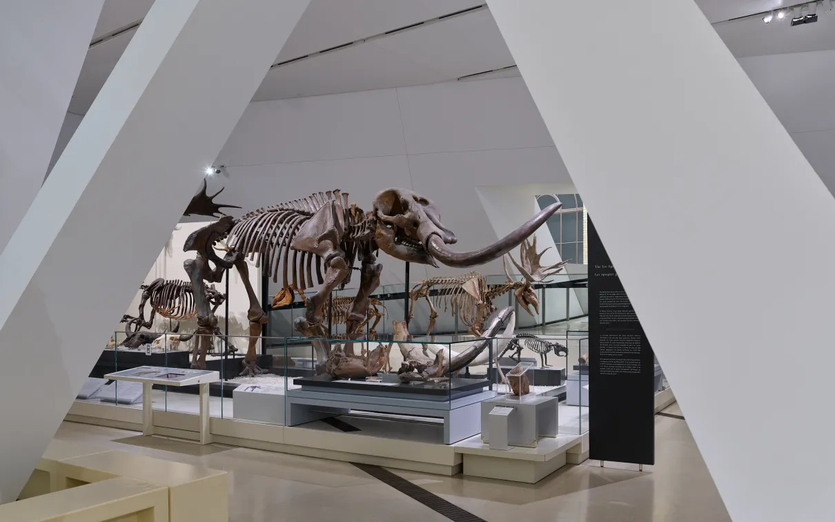 skeleton of a mammoth visible through building pillars