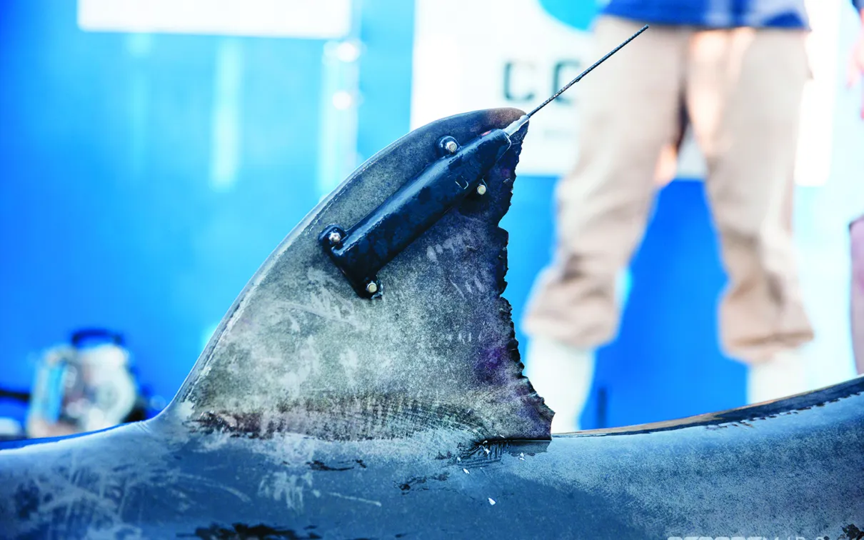 Close-up of a person holding a large shark's dorsal fin.