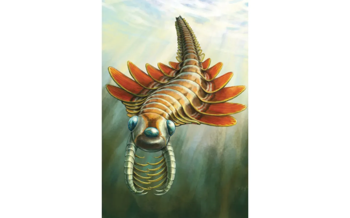 Mosura fentoni, an ancient marine predator that lived during a time of rapid evolutionary change known as the Cambrian Period. 