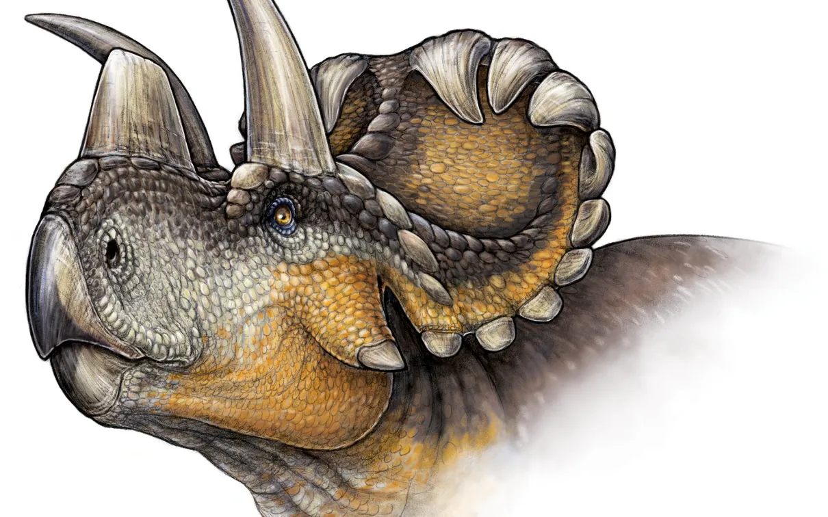 Life reconstruction of Wendiceratops pinhornenis. Credit: Danielle Dufault.