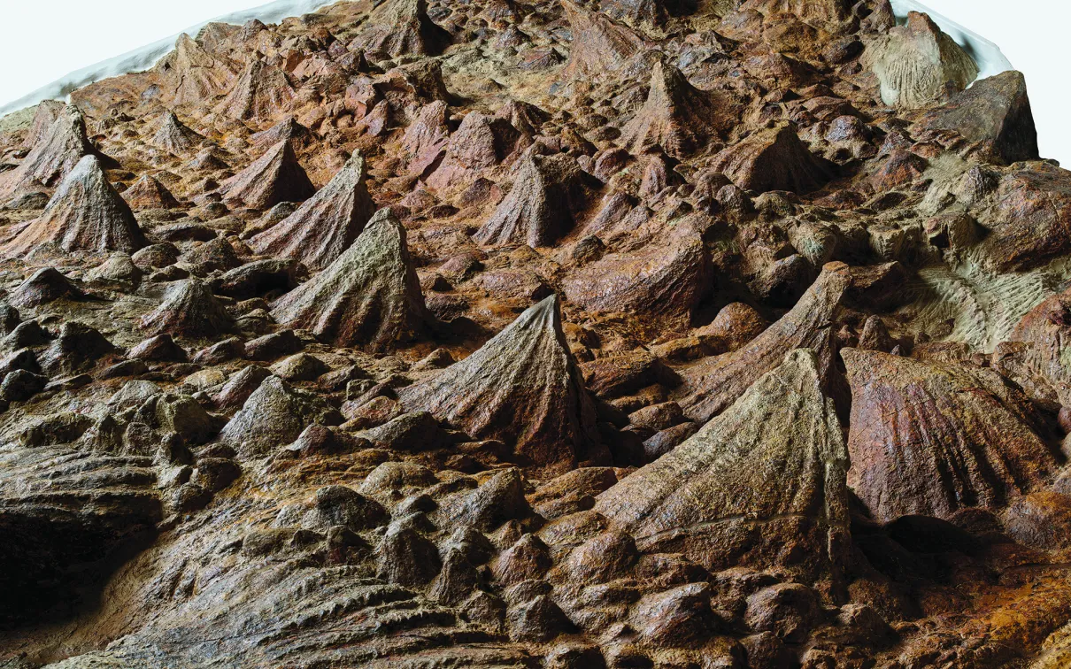 Close-up of a fossilized brown trilobite with a detailed, ridged exoskeleton.