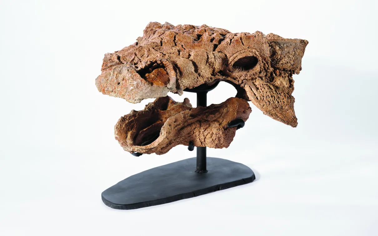 Fossilized dinosaur skull mounted on a black stand against a white background.
