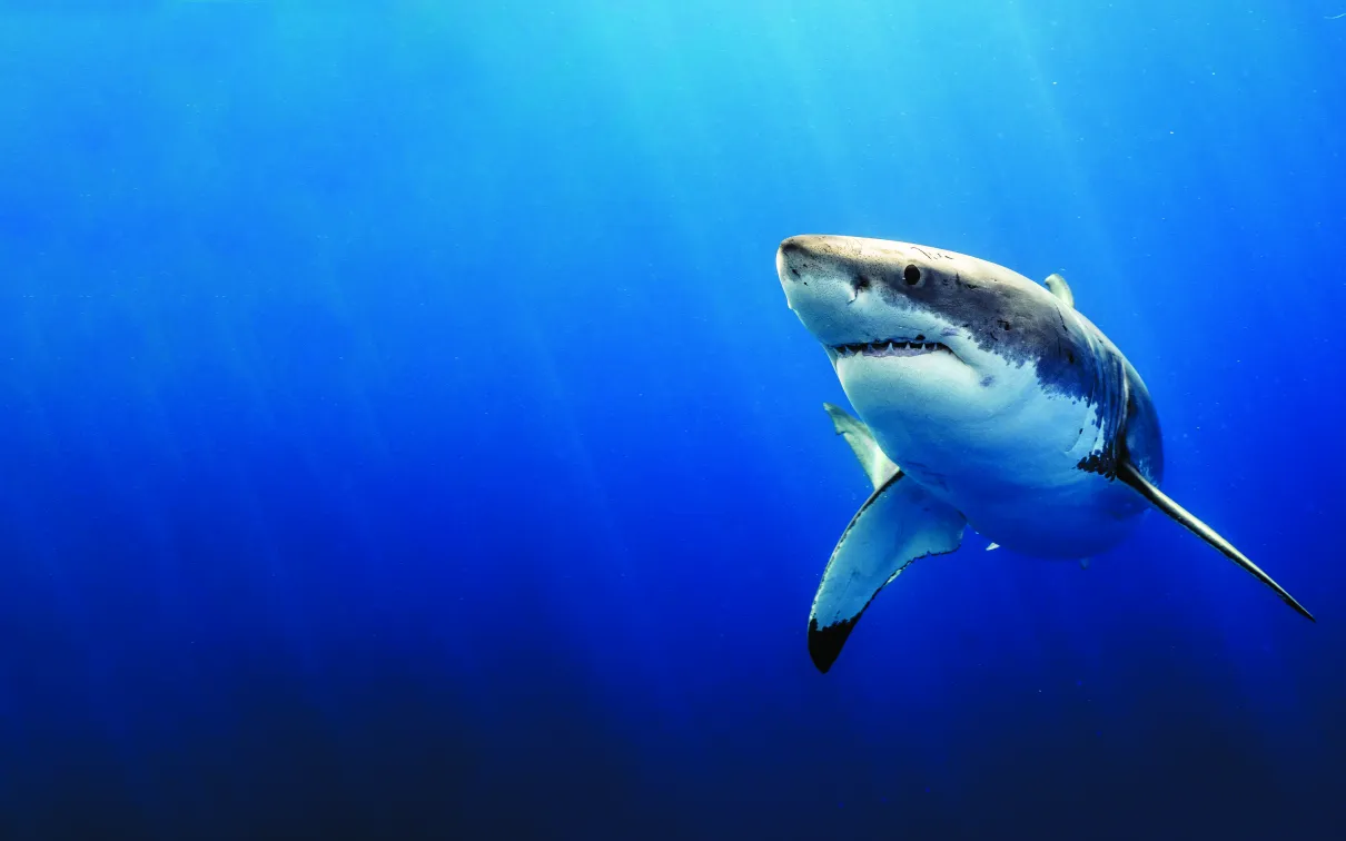Great white shark swimming in a deep blue ocean.