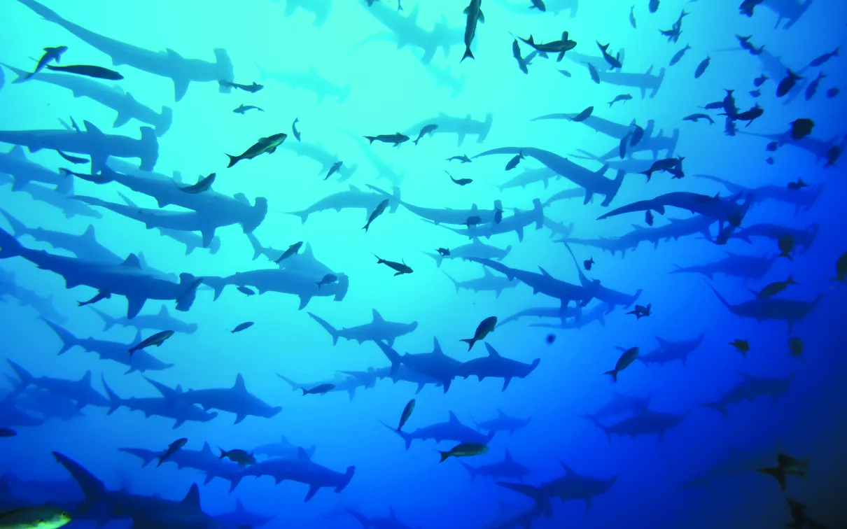 A large school of sharks swimming underwater against a blue ocean background.