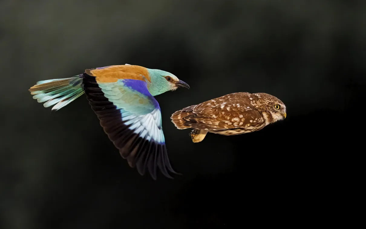 A bird flying right behind an own, black background