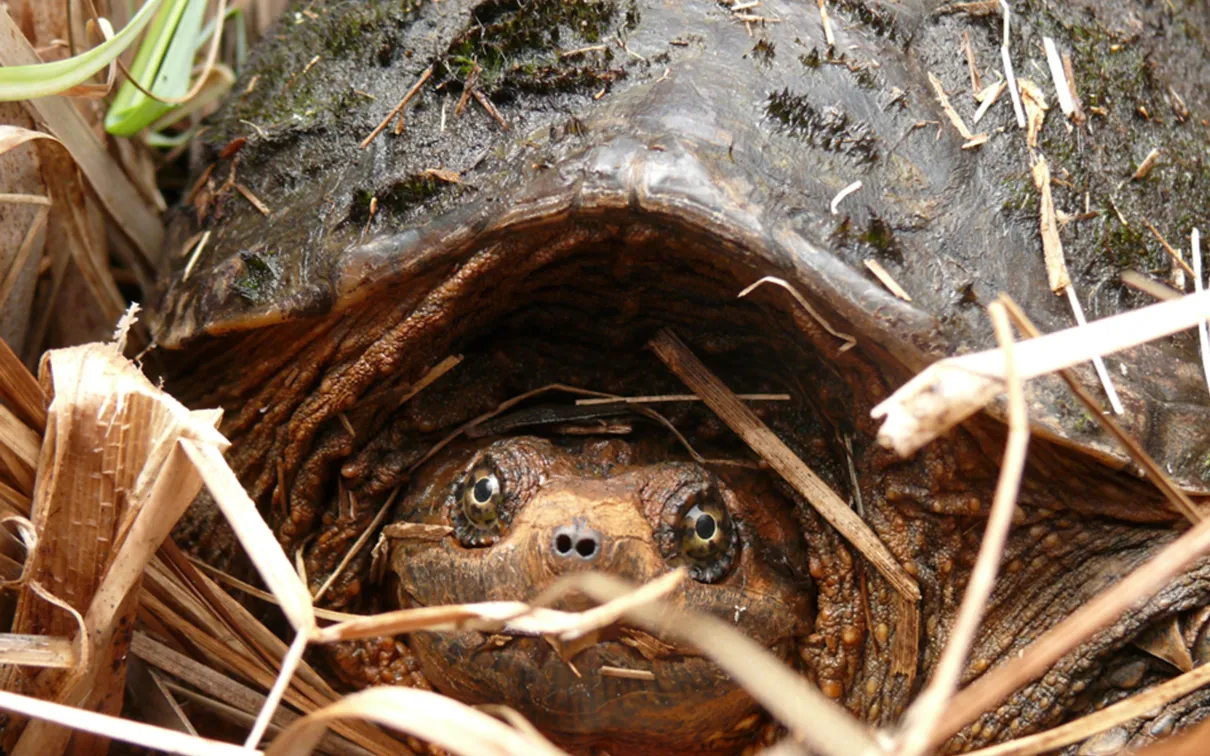 Snapping Turtle