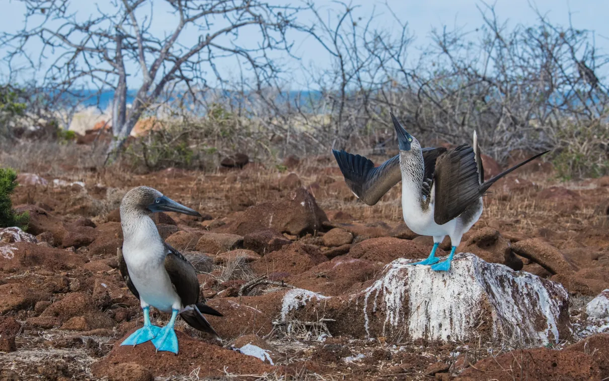 Two blue-footed boobies on rocky, brown terrain with sparse vegetation and a distant ocean horizon.