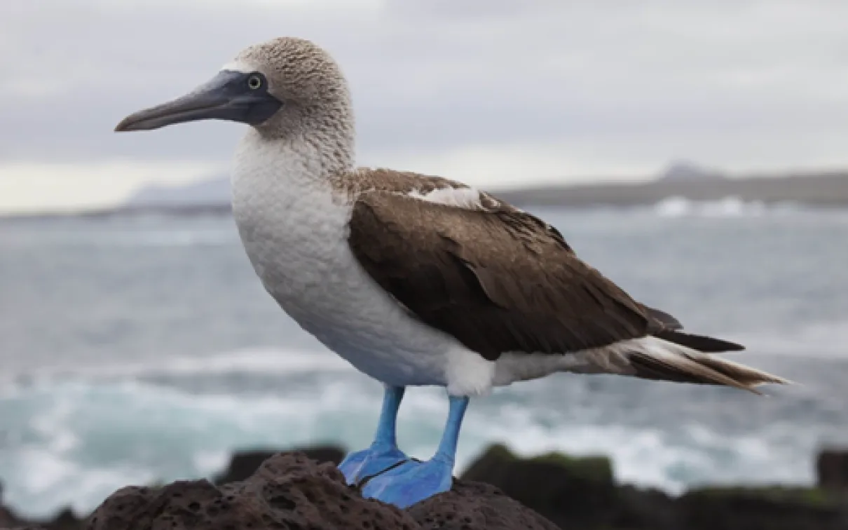 A male Great Frigatebird with an inflated bright red throat pouch used for attracting mates. The bird is surrounded by green foliage.
