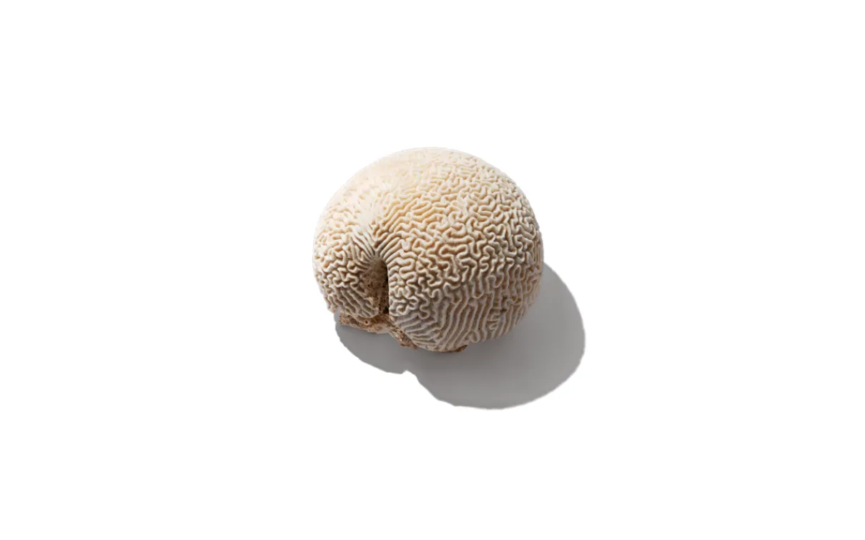 Brain coral specimen on a white background