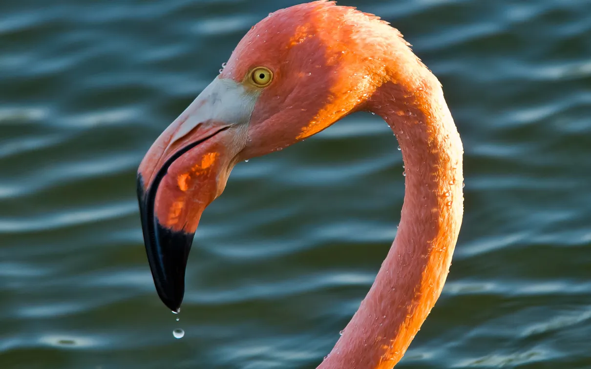 A flamingo's head and neck against a rippling water background