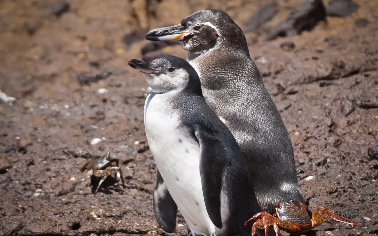 Two penguins standing on rocky terrain.