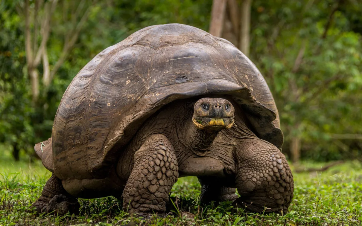 A large tortoise standing on green grass.