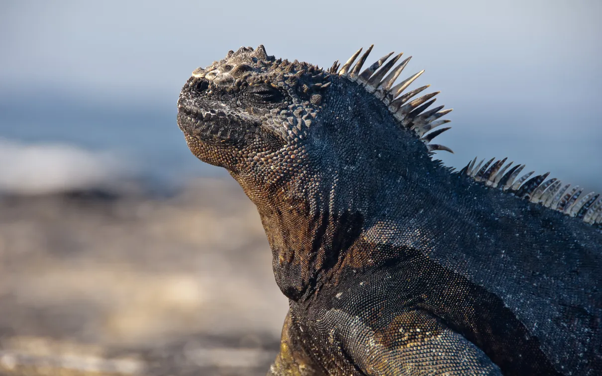 A marine iguana resting on a rocky surface.