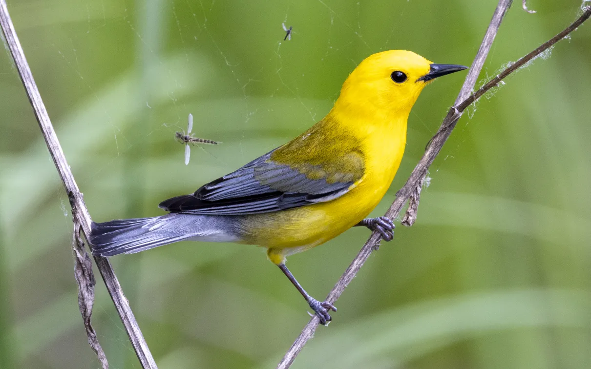 Prothonotary Warbler Credit: © Mark Peck.