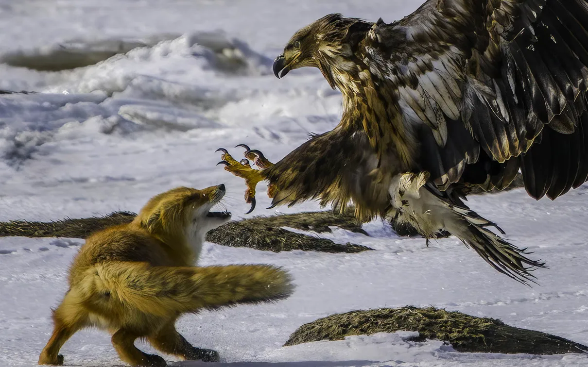 Red fox faces a swooping sea eagle with outstretched talons on a snowy shoreline.