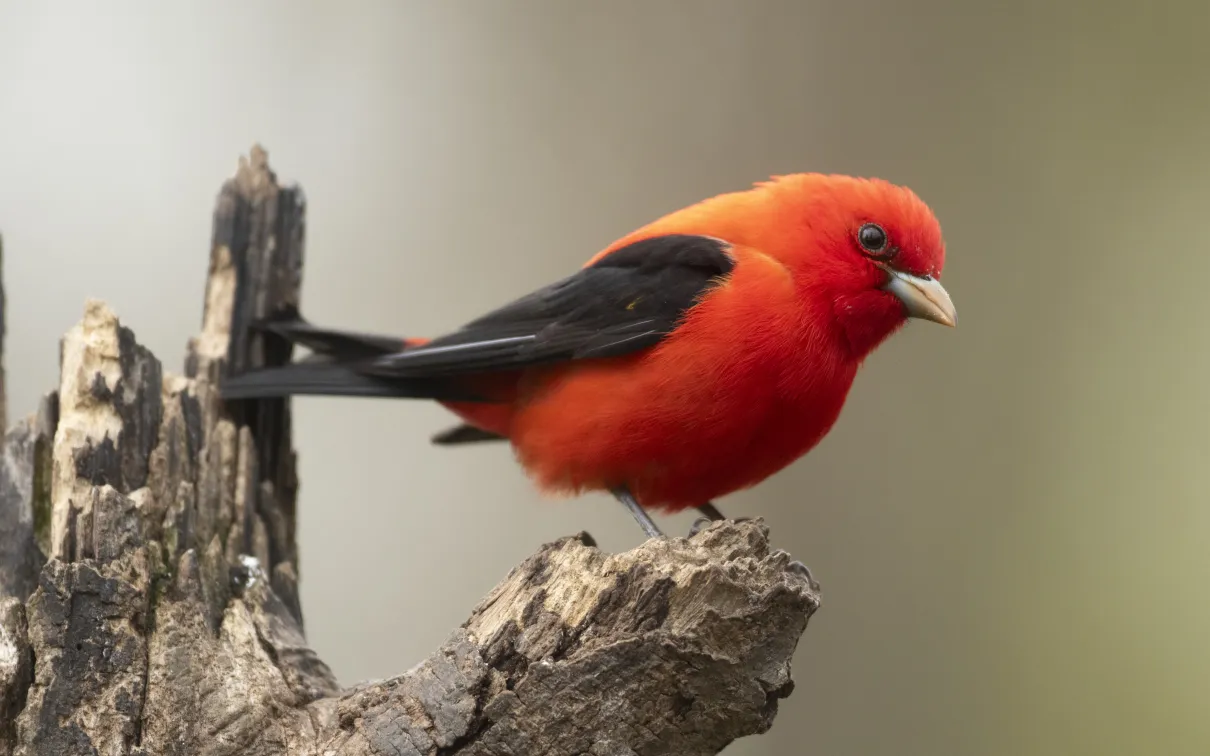 Scarlet Tanager Credit: © Mark Peck.
