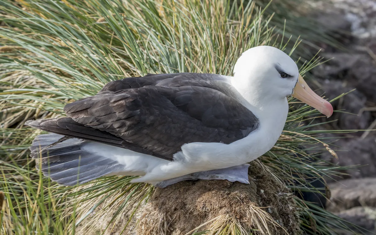 A white- and grey-feathered albatross with black brows above the eyes, sitting on a rock with grass in the background.