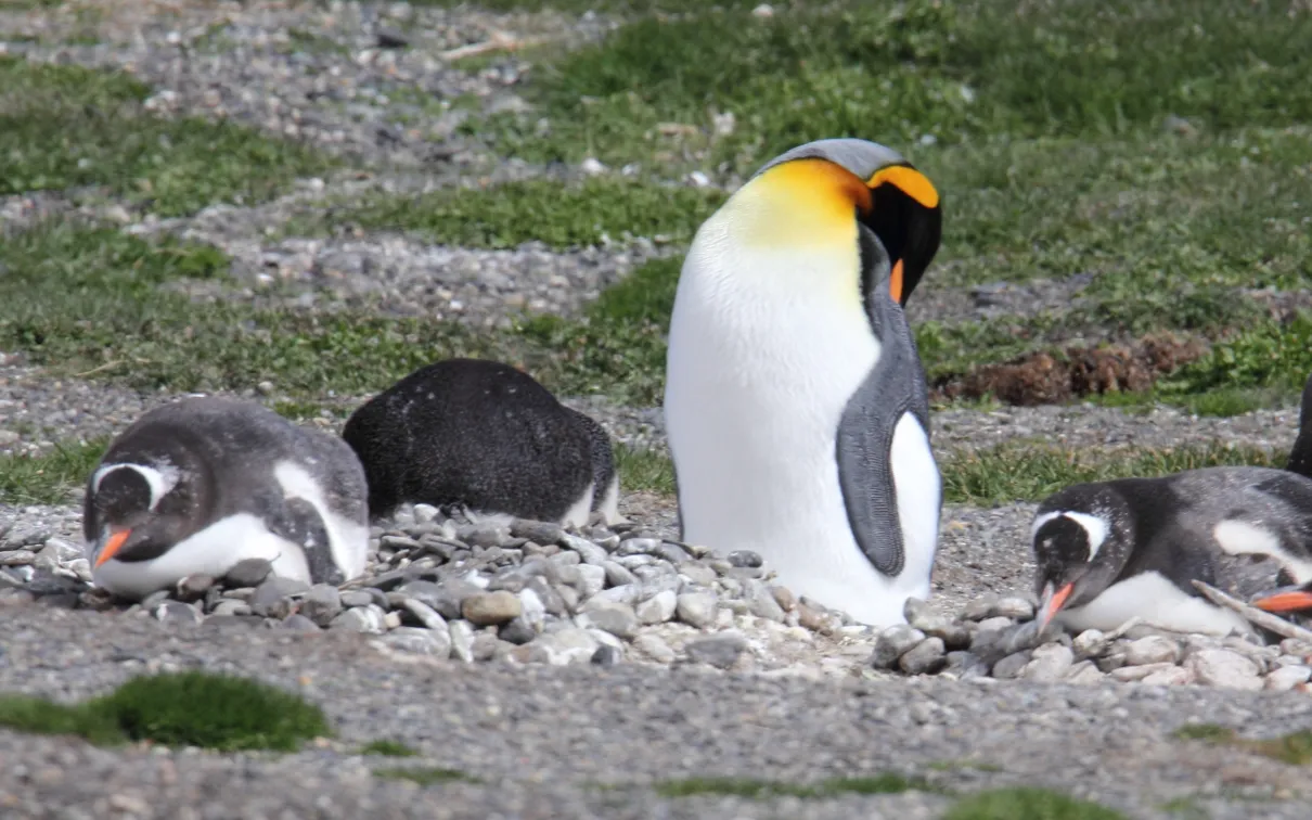 A group of King penguins, with a mother and her three chicks, resting on a rocky, grassy shore.