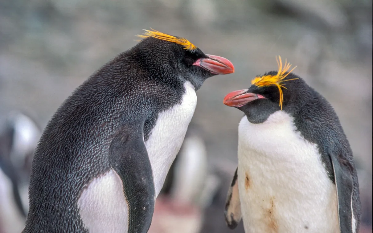Two penguins facing each other.