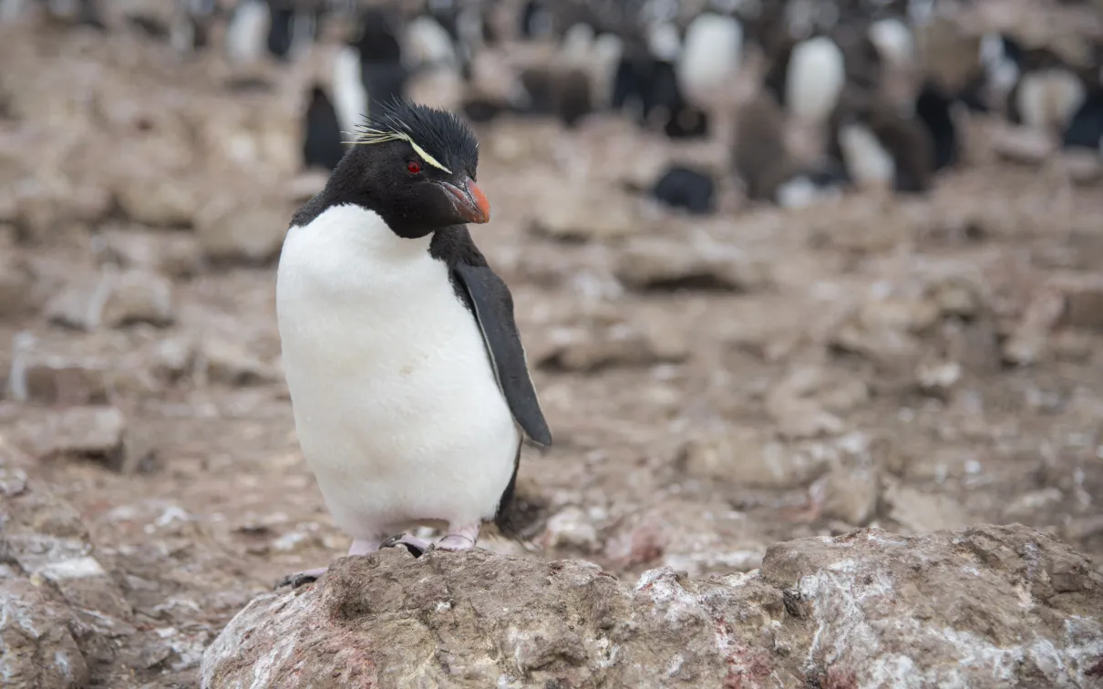 A penguin standing on a rocky, uneven surface with a group of other penguins in the background.