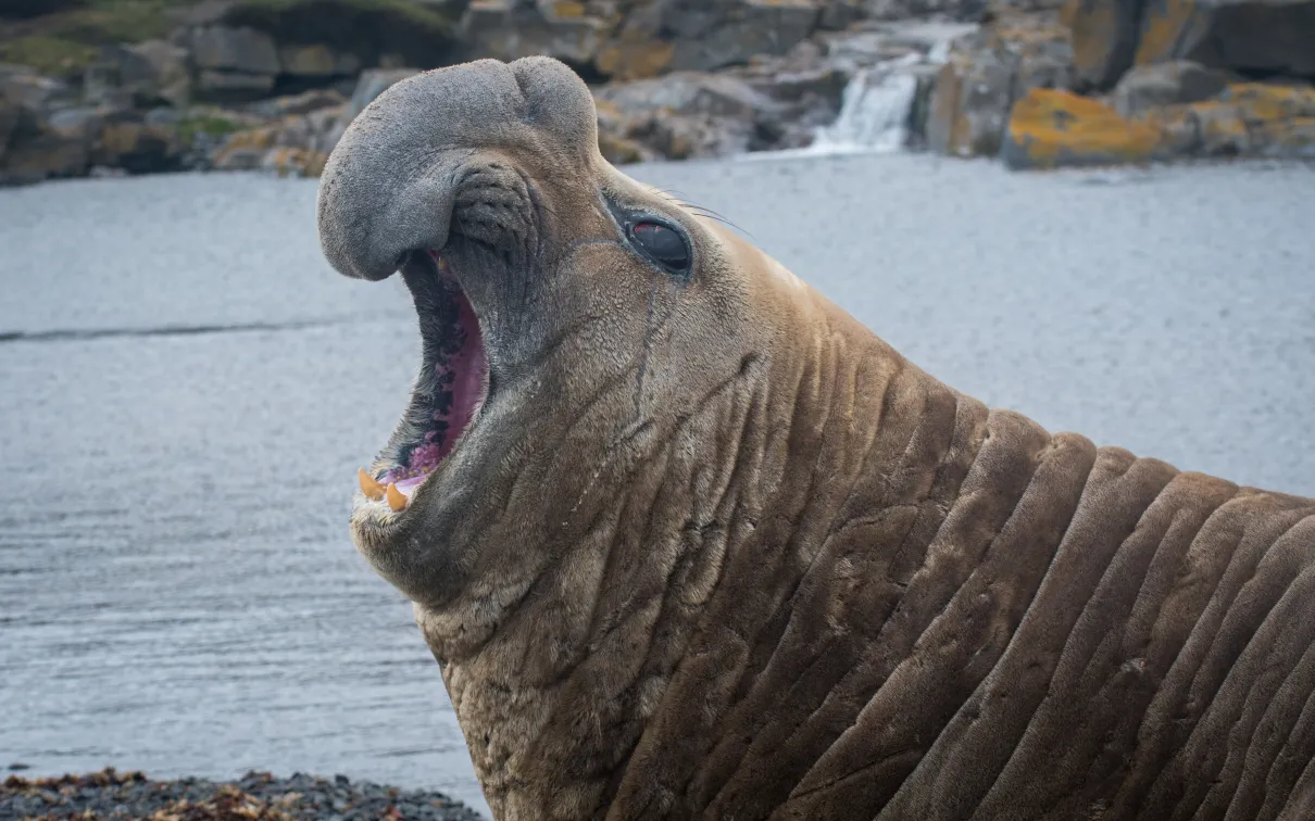 An elephant seal with its mouth open, standing on a rocky shoreline with waves crashing in the background.