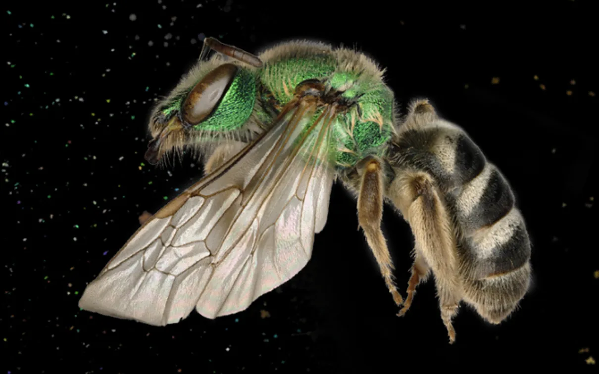 Lateral view of a small bee with a bright green head and thorax and a black and white striped abdomen