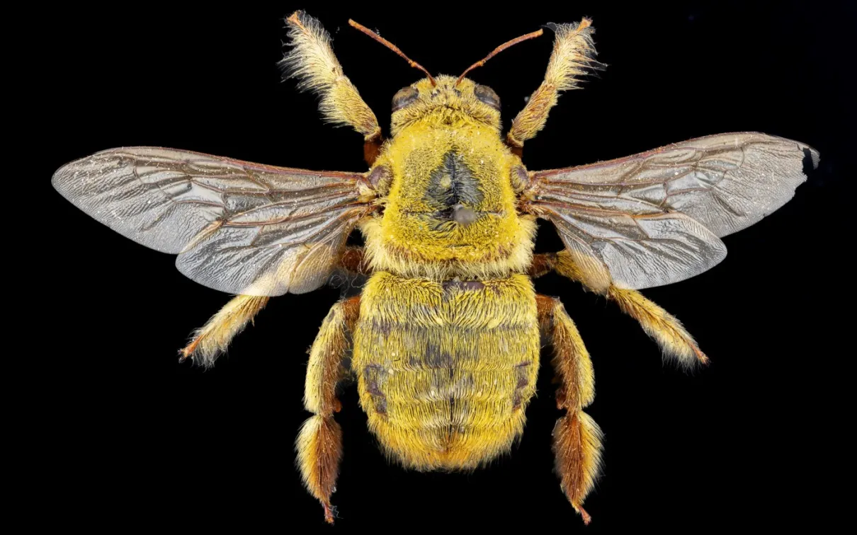 An African carpenter bee (Xylocopa inconstans) © Pete Carr Photography.