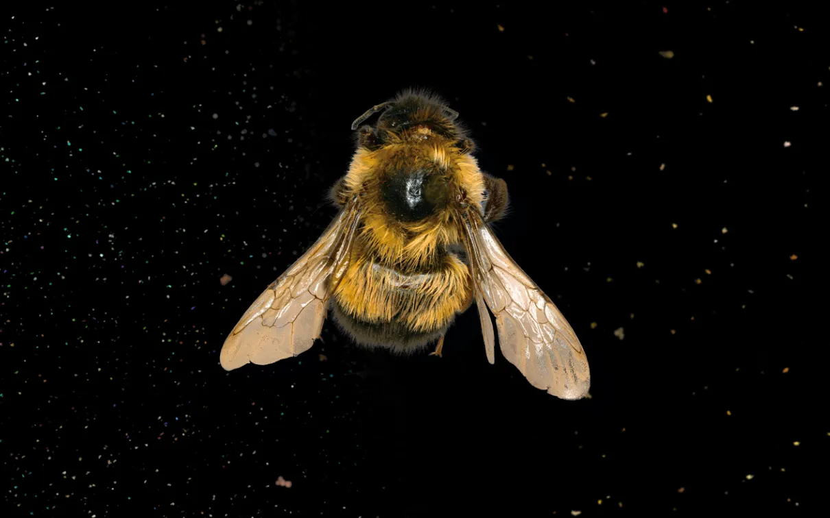 Dorsal view of a fuzzy yellow and black bumble bee on a black background surrounded by floating pollen.