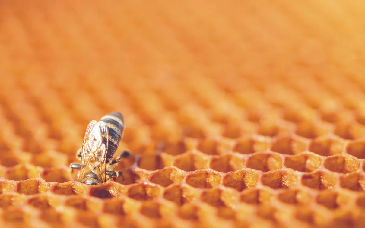 Gros plan d'une abeille unique sur un nid d'abeilles doré, avec des cellules de cire hexagonales remplissant le cadre et une lumière chaude et douce mettant en valeur la texture.