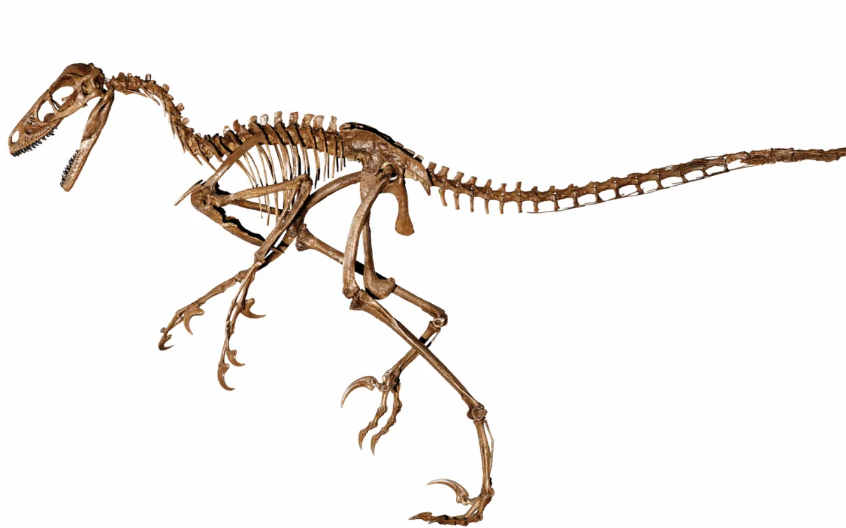 image of a dromaeosauridae skeleton