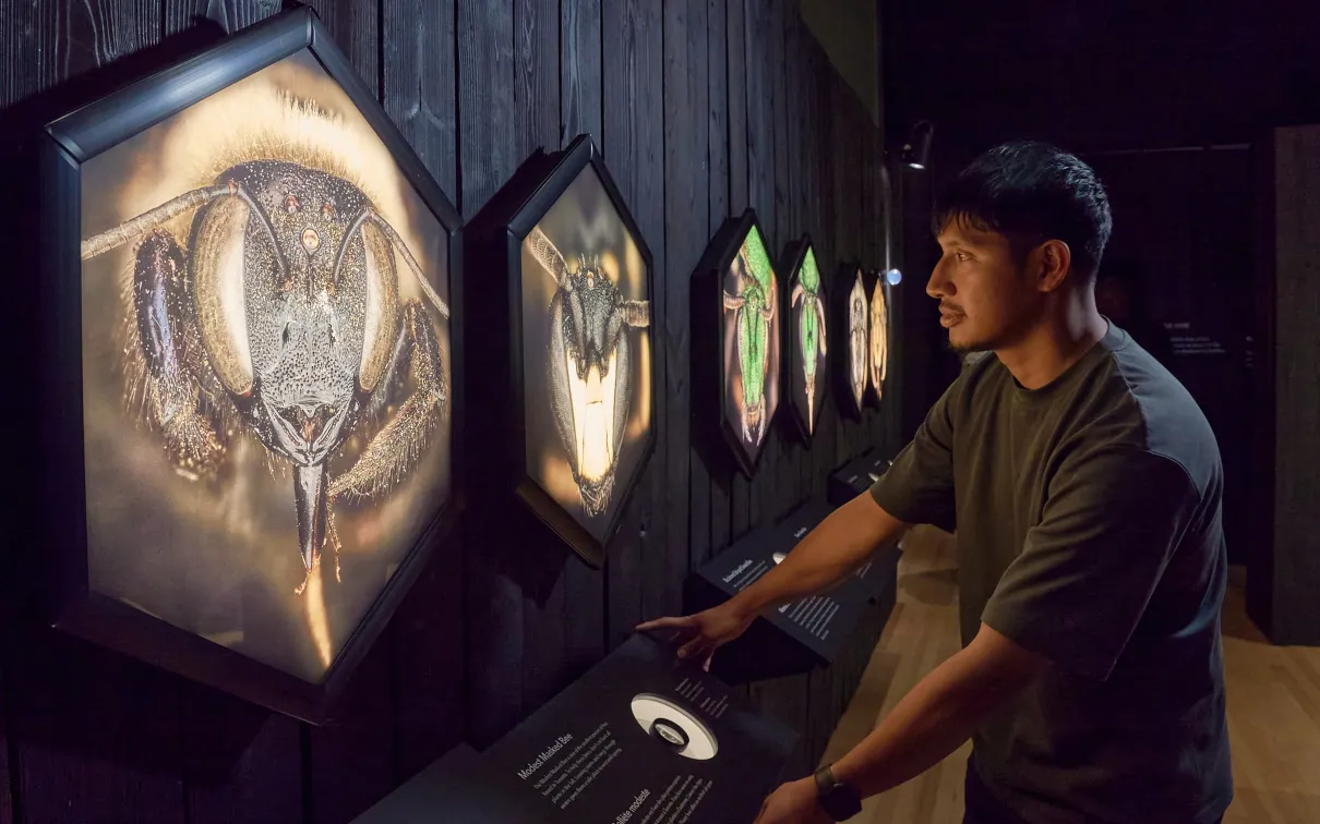 A person studies images and specimens of local bees.