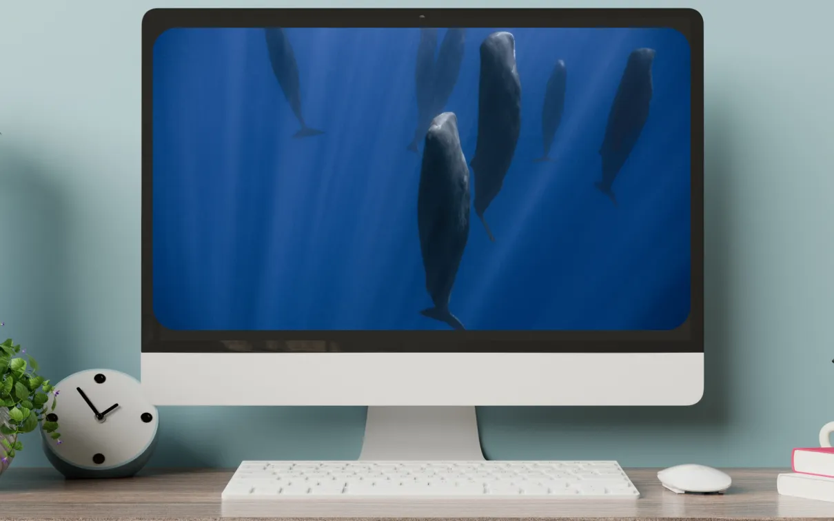 A monitor on a desktop displays whales floating vertically in the water
