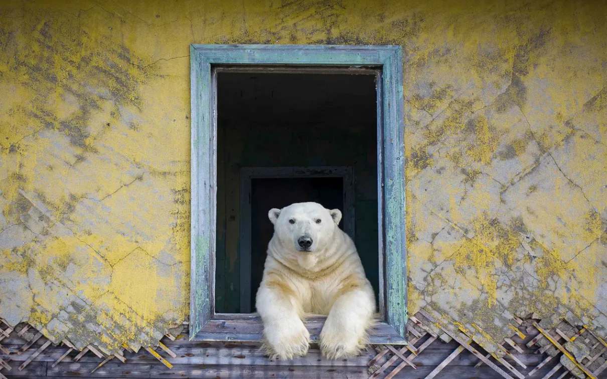Polar bear resting its front paws on the windowsill of a weathered, abandoned building with peeling yellow walls.