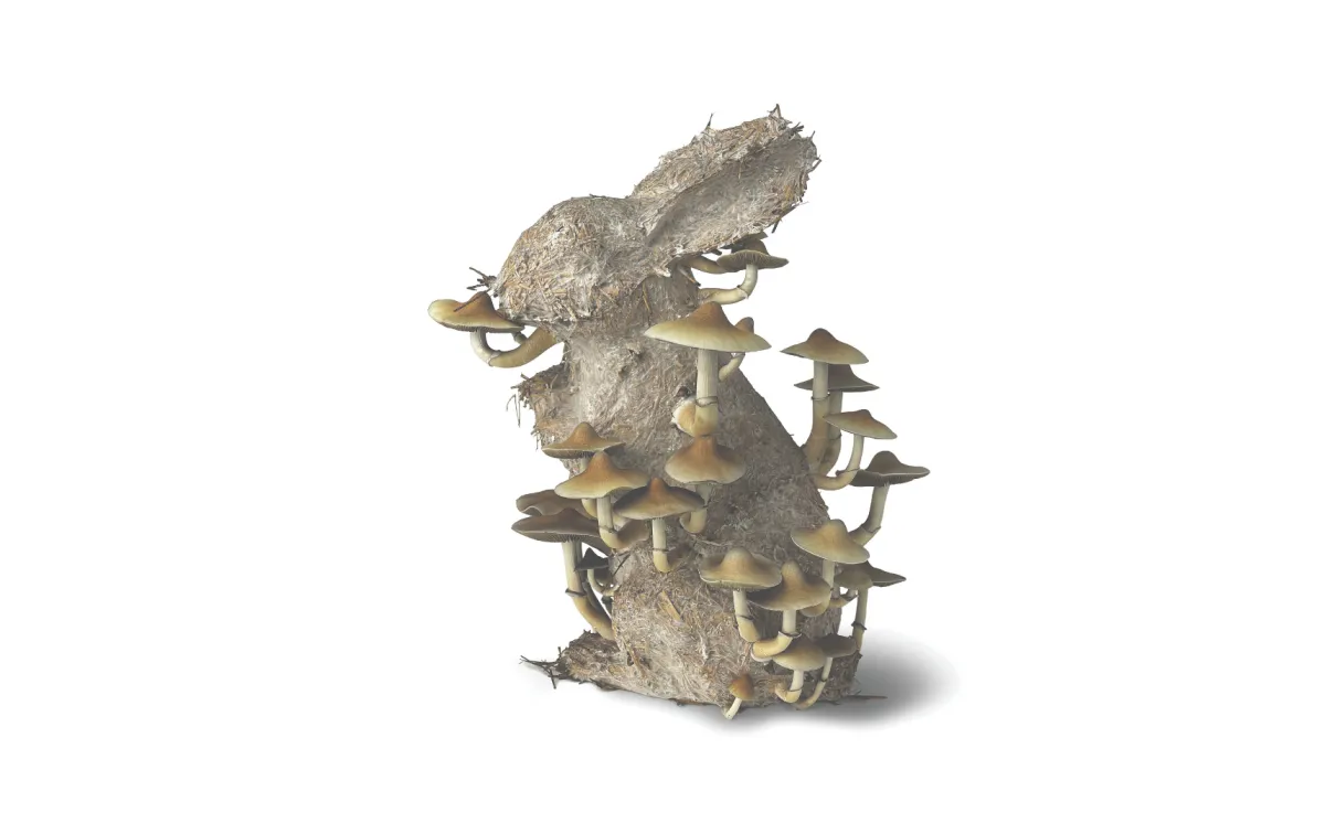 Sculpture représentant un lapin, réalisée à partir d'un matériau organique fibreux, sur laquelle poussent des grappes de champignons beiges, le tout sur un fond uni de couleur claire.