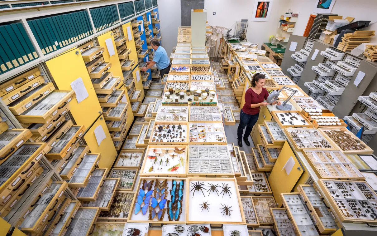 A man and woman pull out drawers in a large collection room full of tall cabinets. The trays contain insects and other bugs.