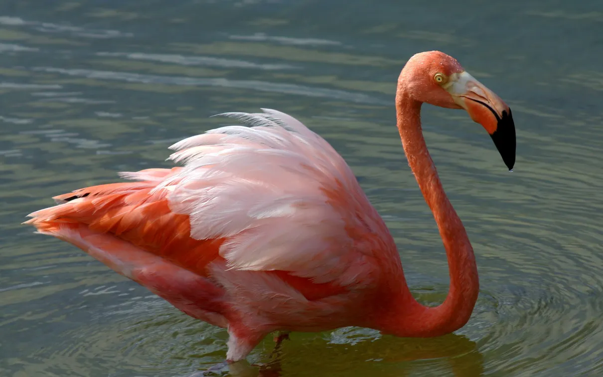 Galapagos American Flamingo