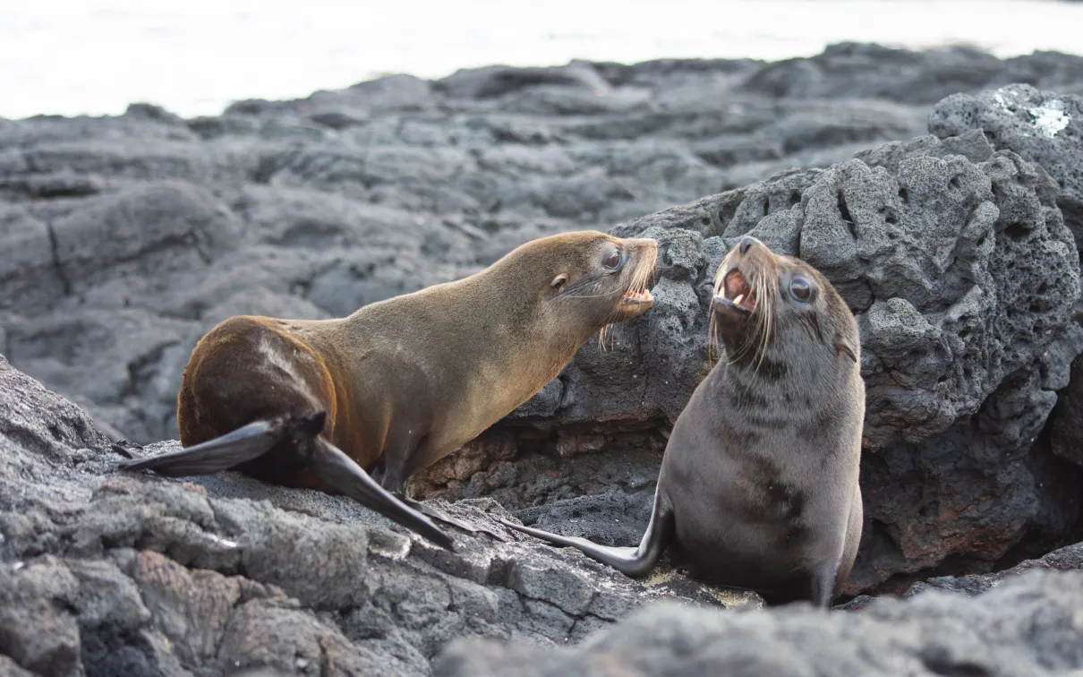 Two Galápagos fur seals resting on dark volcanic rocks.