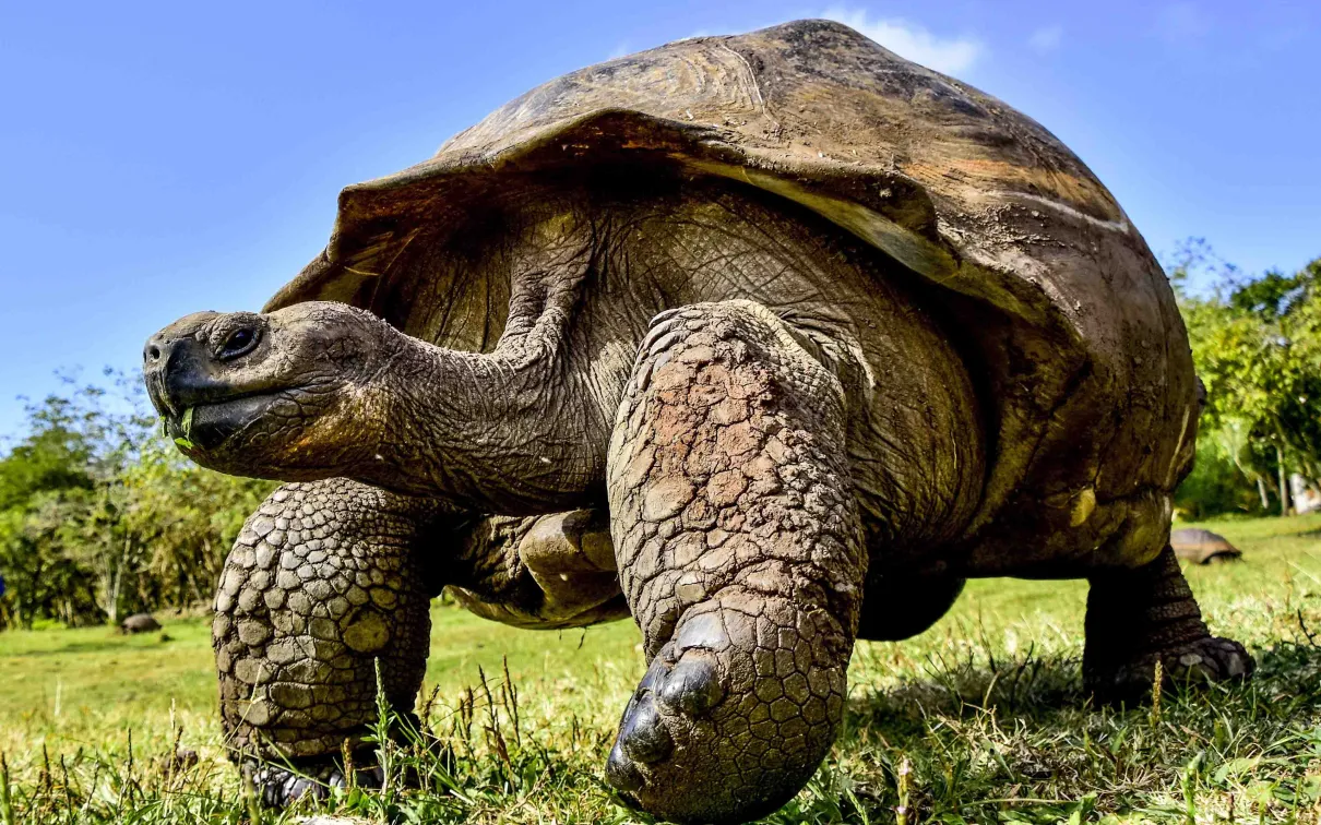  Galapagos Giant Tortoise © Felix Reyes Photography, Wikimedia Commons CC BY-SA 4.0 Creative Commons Attribution-Share Alike 4.0 International 2019 300 dpi.jpg