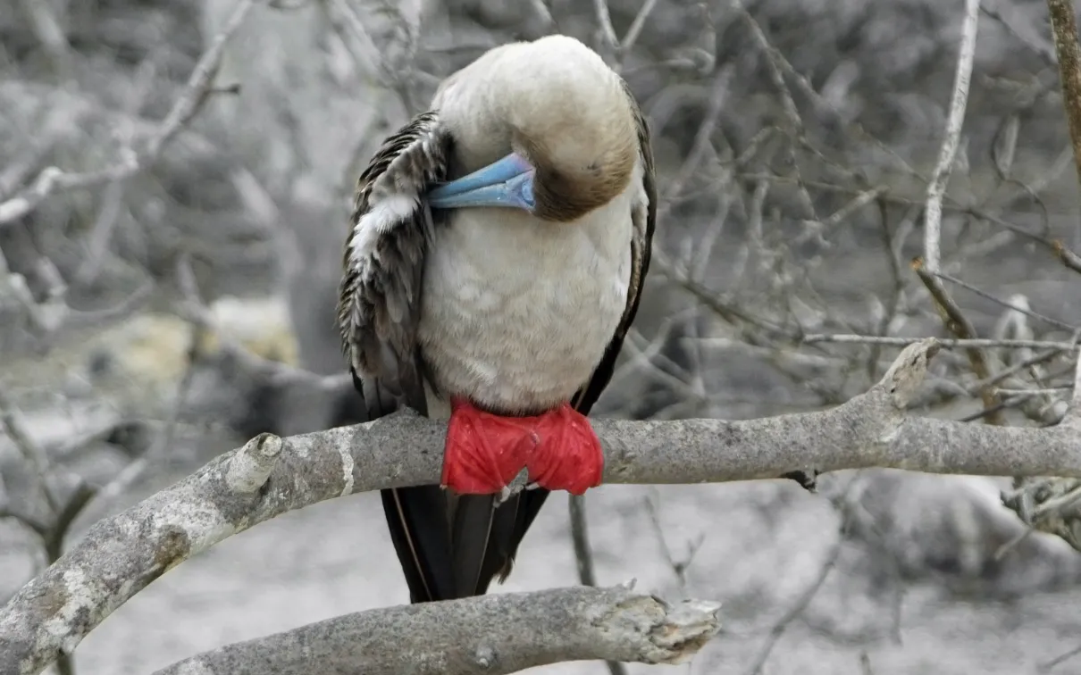 Galapagos Red-Footed Booby Cayambe