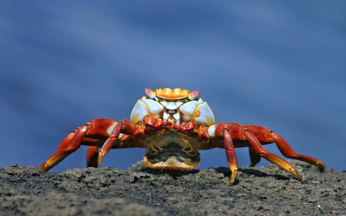 Galapagos Sally Lightfoot Crab
