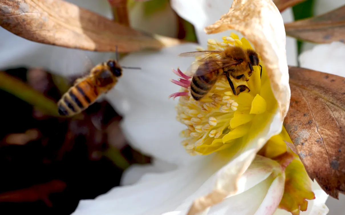 Honey Bee © Antonia Guidotti